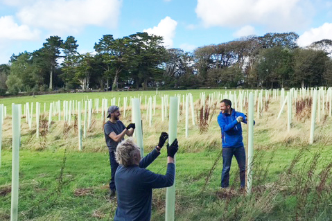 Tree Planting